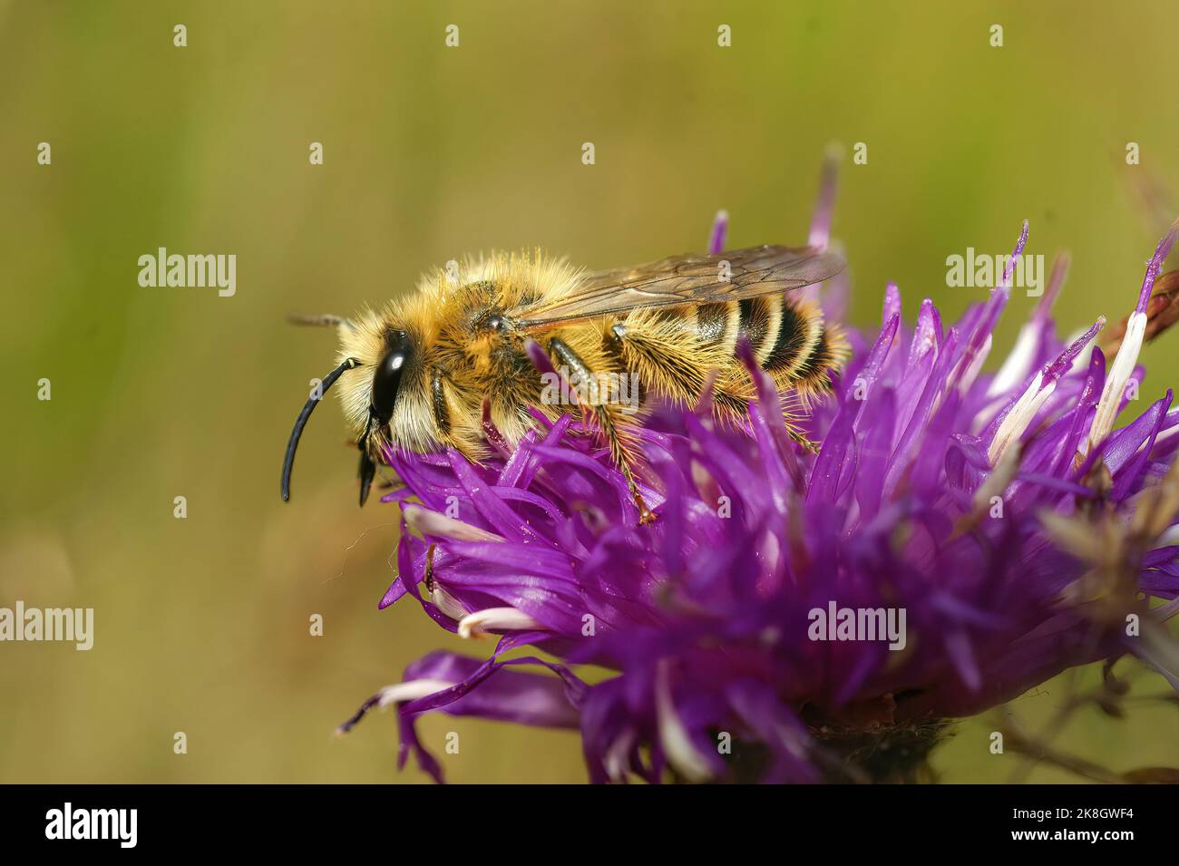 Detailed closeup on a hairy male Pantaloon bee, Dasypoda hirtipes sitting on a purple knapweed flower Stock Photo