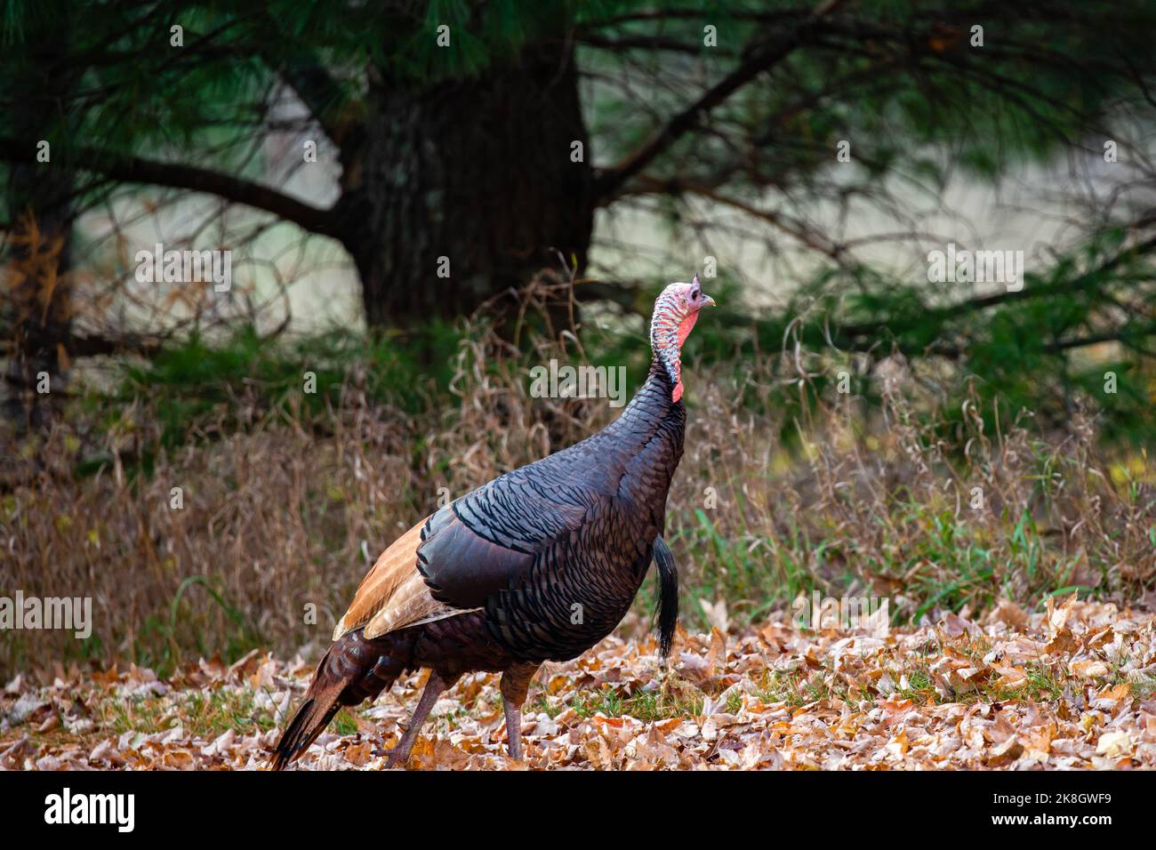 Turkey beard hi-res stock photography and images - Alamy Turkey beard hi-res stock photography and images - Alamy