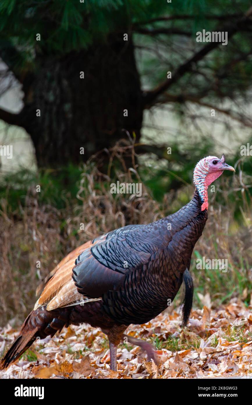 Rare wild male turkey (Meleagris gallopavo) erythritic color phase also known as red phase in October, vertical Stock Photo