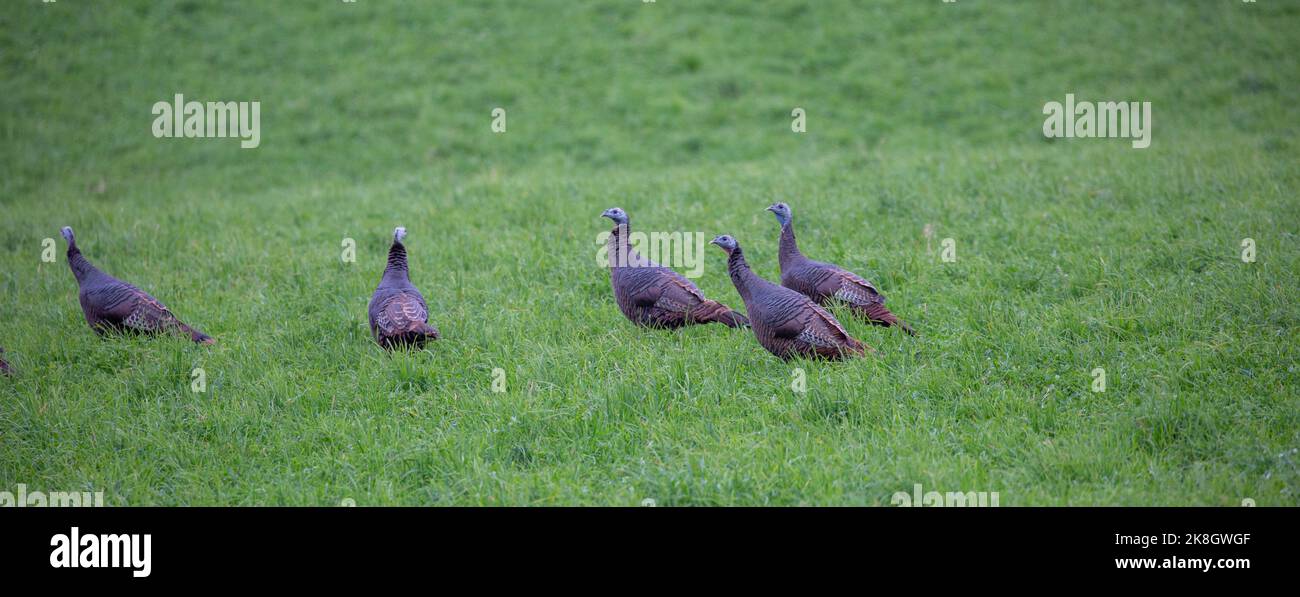 Wild Turkeys (Meleagris gallopavo) in a Wisconsin hayfield in October, panorama Stock Photo