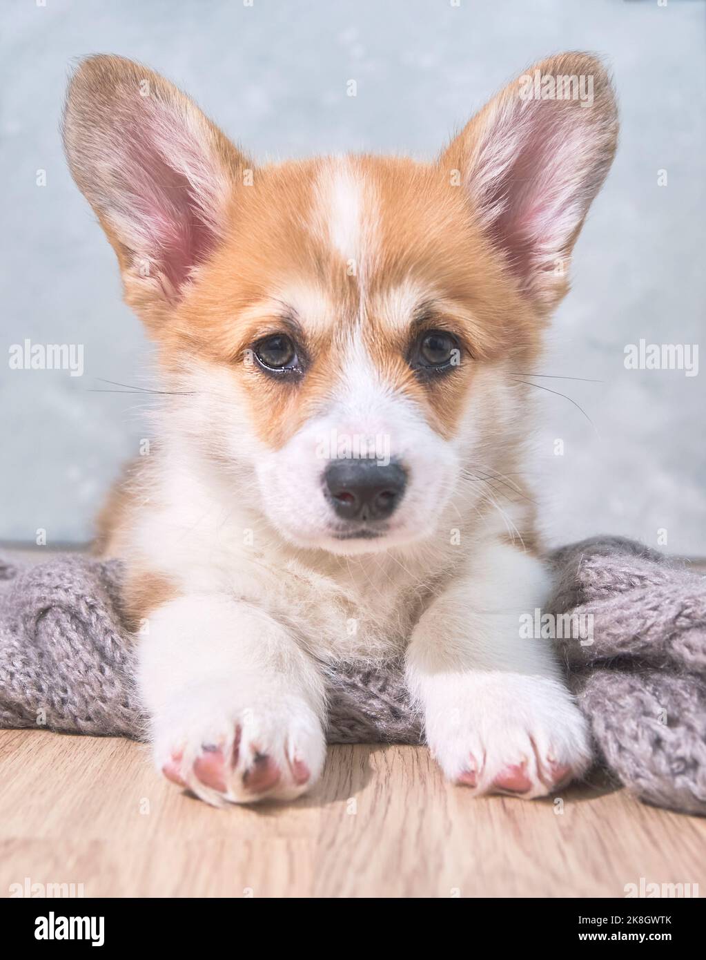adorable little puppy welsh corgi pembroke laying on wool scarf and looking at the frame the large portrait. 2 months Stock Photo