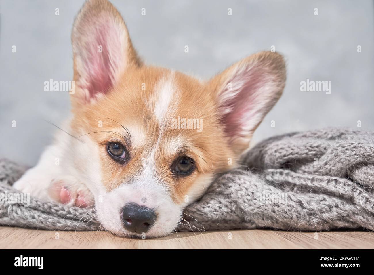 adorable little puppy welsh corgi pembroke laying on wool scarf and looking at the frame the large portrait. 2 months Stock Photo
