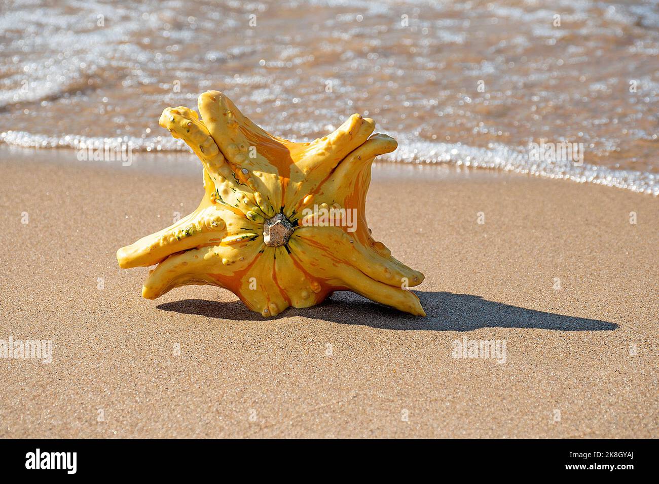 Yellow and orange star gourd in beach sand Stock Photo - Alamy