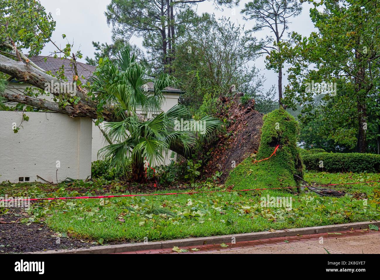 Fallen tree reasting on a wall after hurricane Ian strong winds Stock Photo