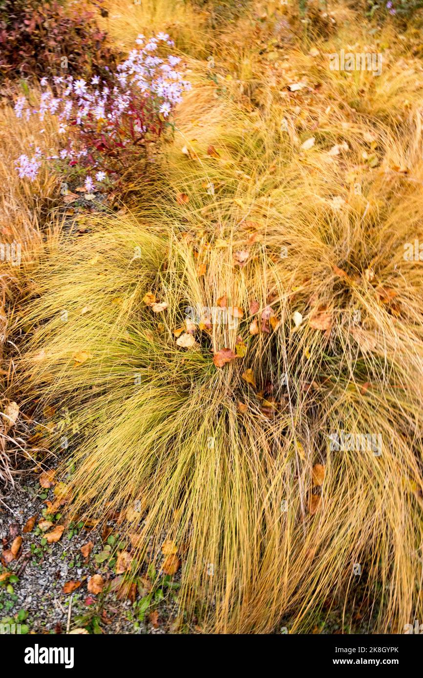 Sporobolus heterolepis Autumn, Prairie Dropseed grass Stock Photo