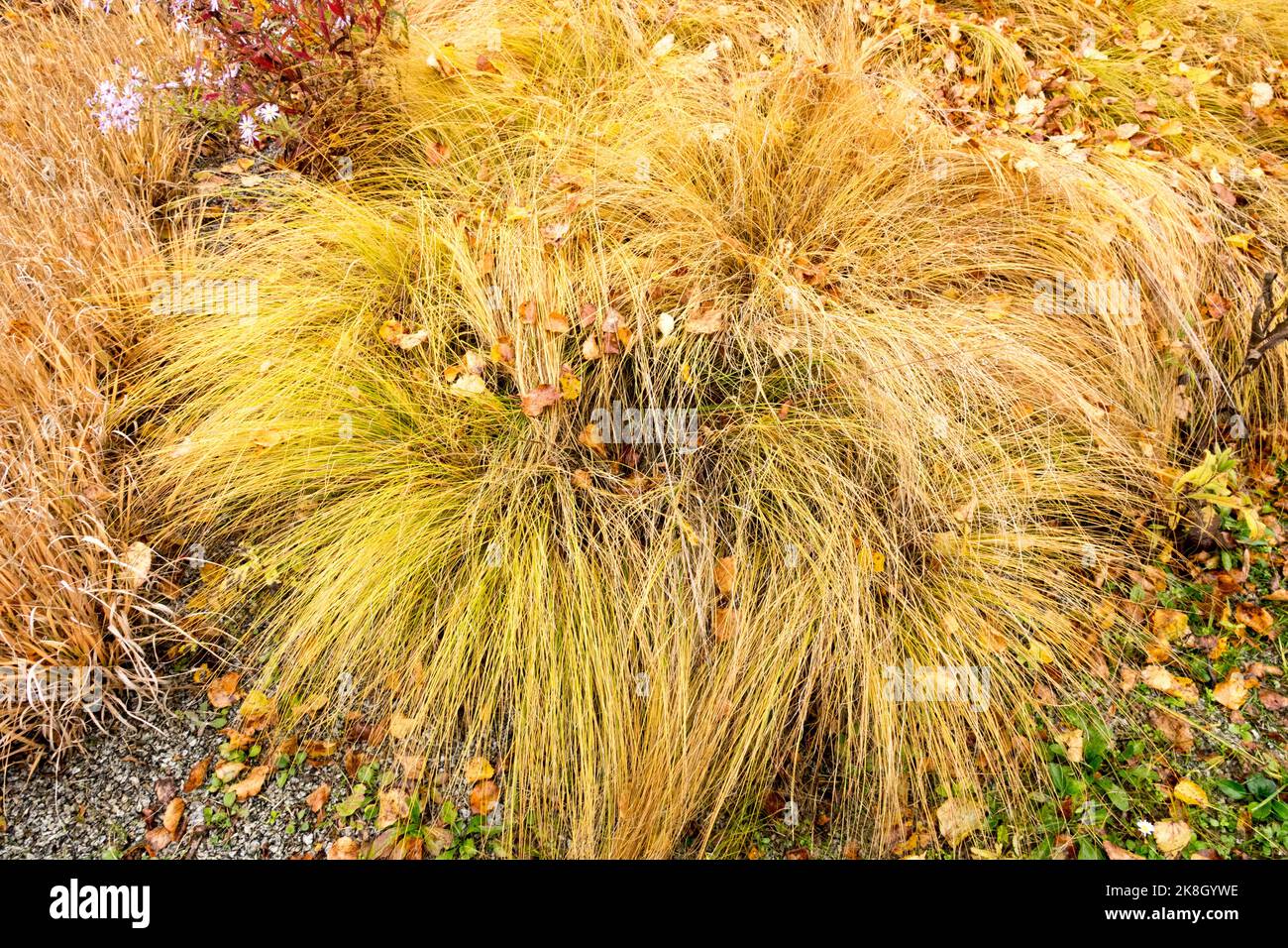 Prairie Dropseed autumn Sporobolus heterolepis Stock Photo