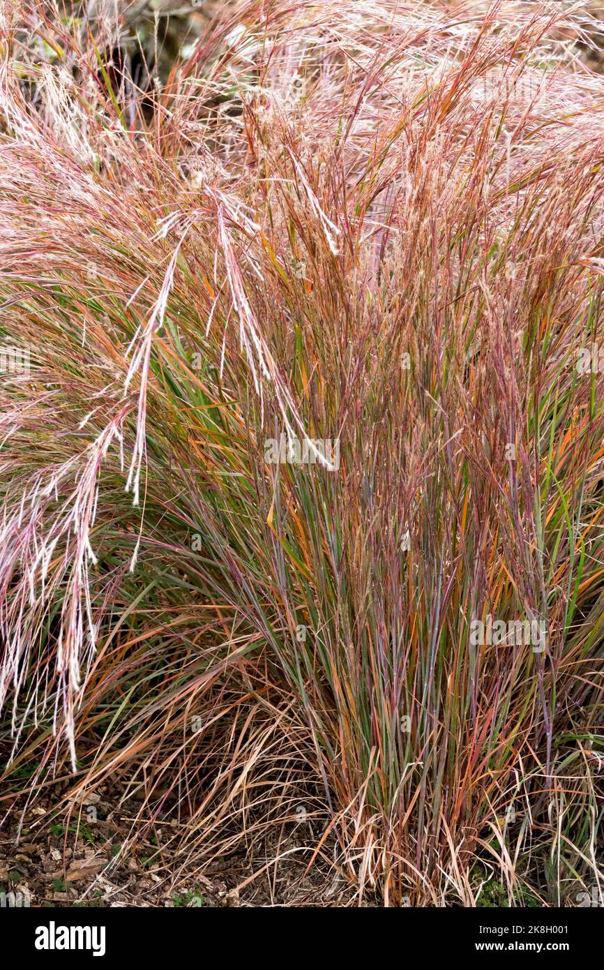 Schizachyrium, Autumn, Little Bluestem, Schizachyrium scoparium 'The Blues', Hardy, Plant, Grass, Garden Stock Photo