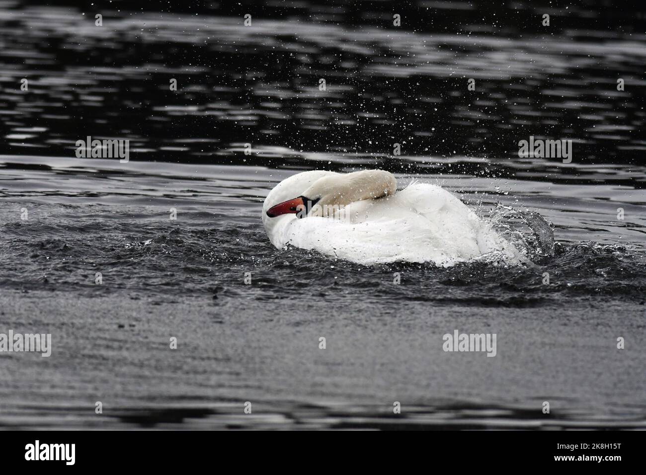 Mute Swan Cygnus olor bathing Stock Photo - Alamy