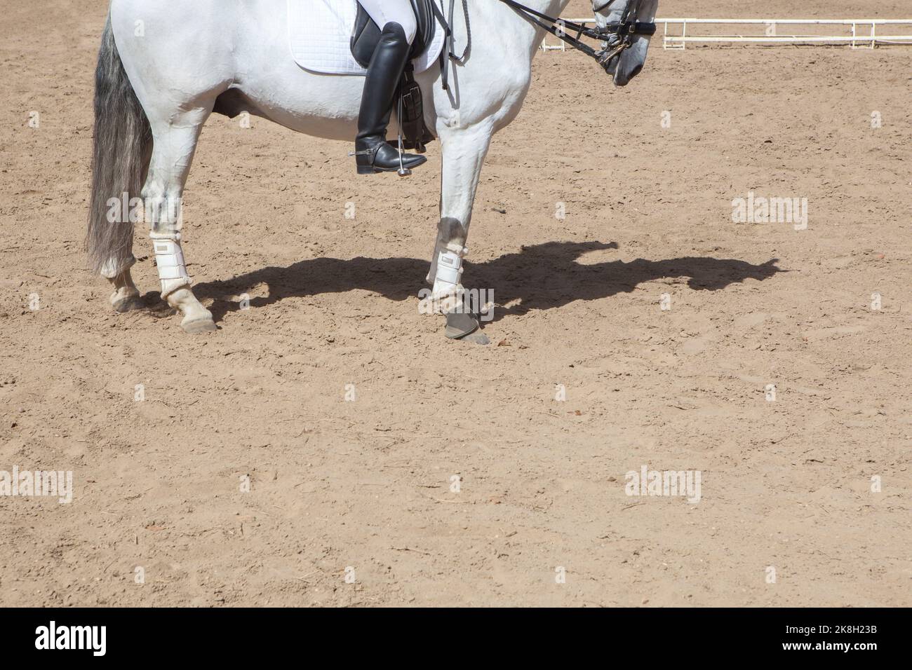 Purebred Spanish Horses exhibition. Rider and Mount Envelope Stock Photo
