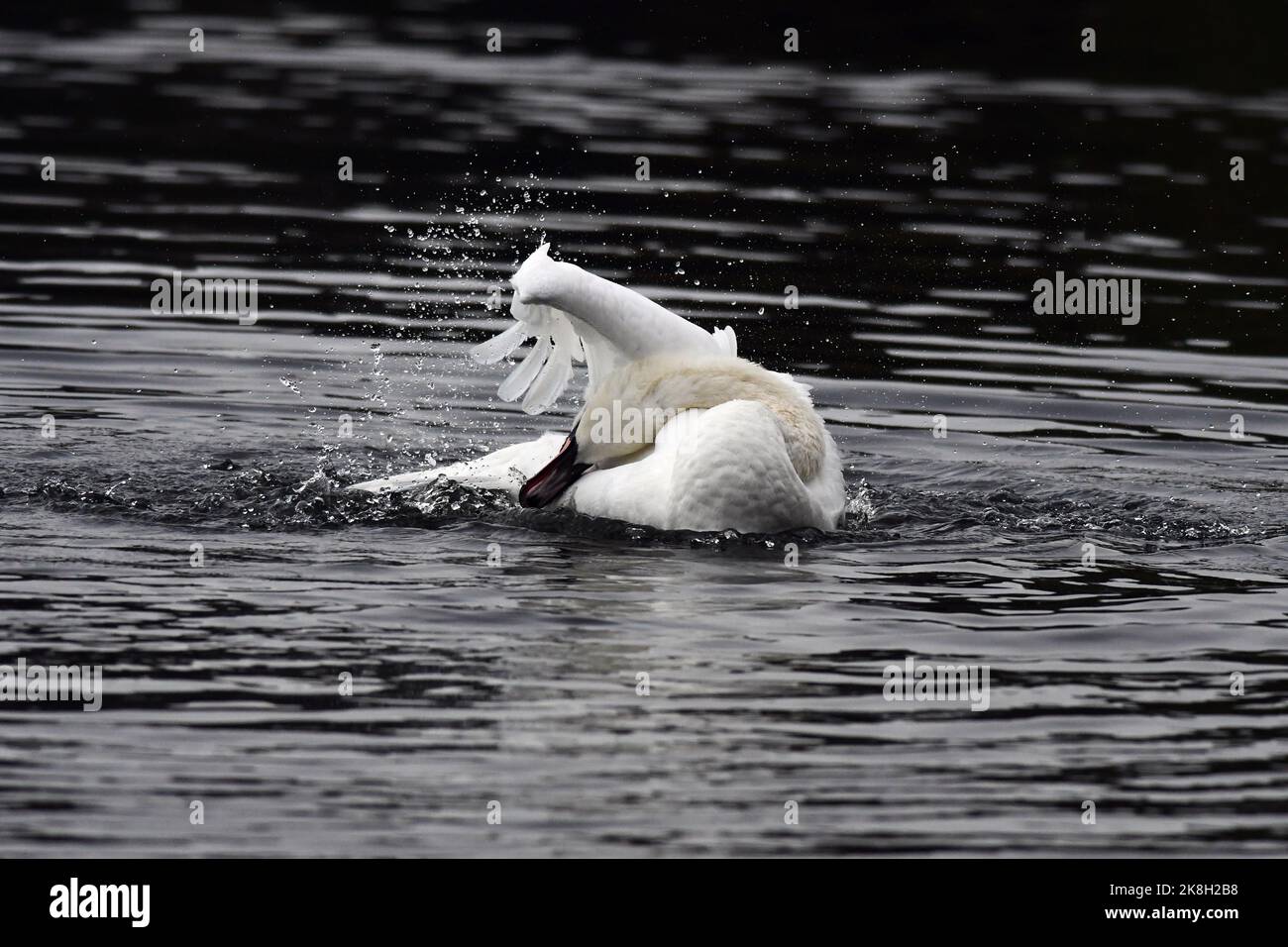 Mute Swan Cygnus olor bathing Stock Photo - Alamy