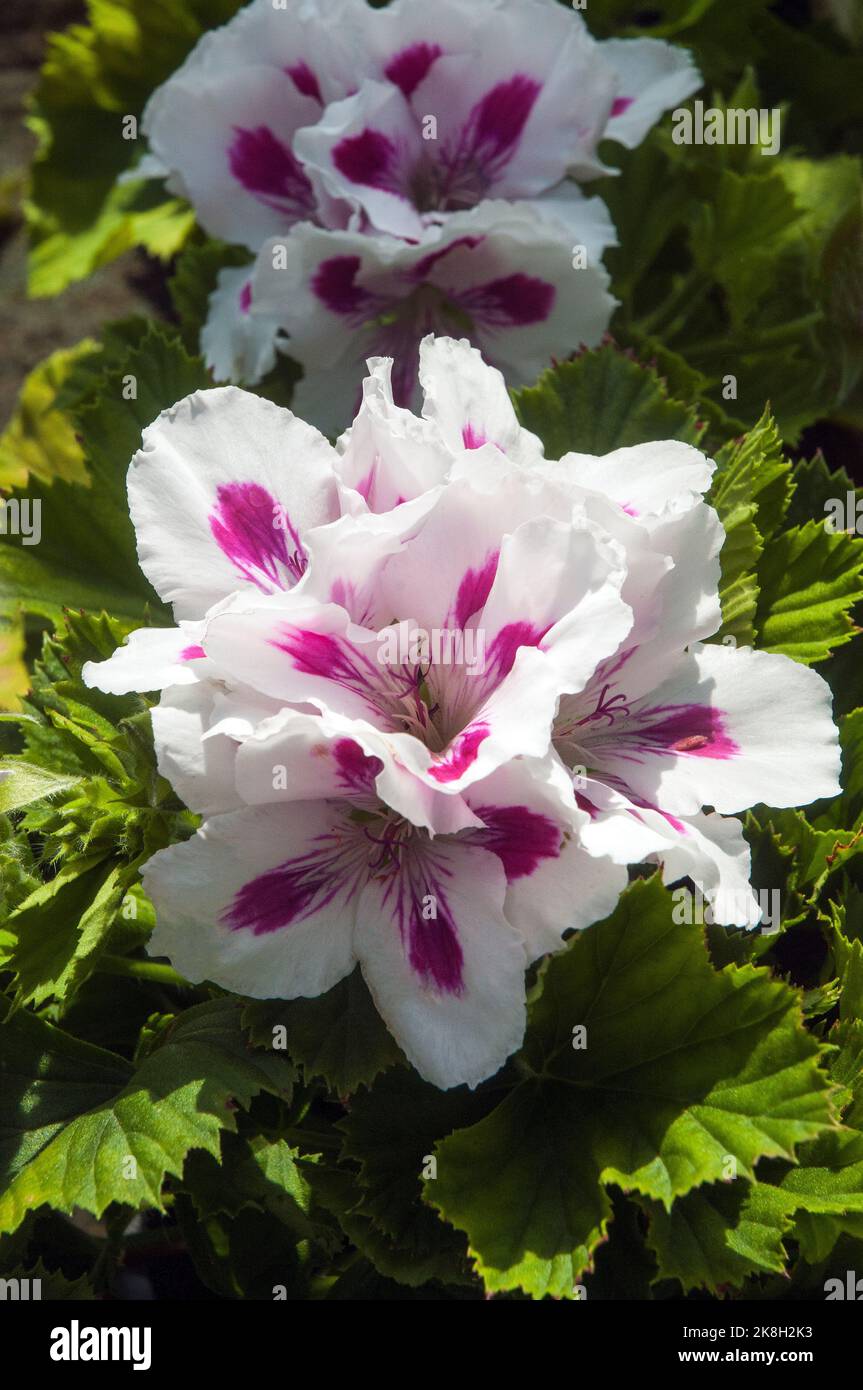 Close up of Geranium / Pelargonium Elegance Royalty White a Regal multi coloured magenta and white flower is a frost tender evergreen perennial Stock Photo