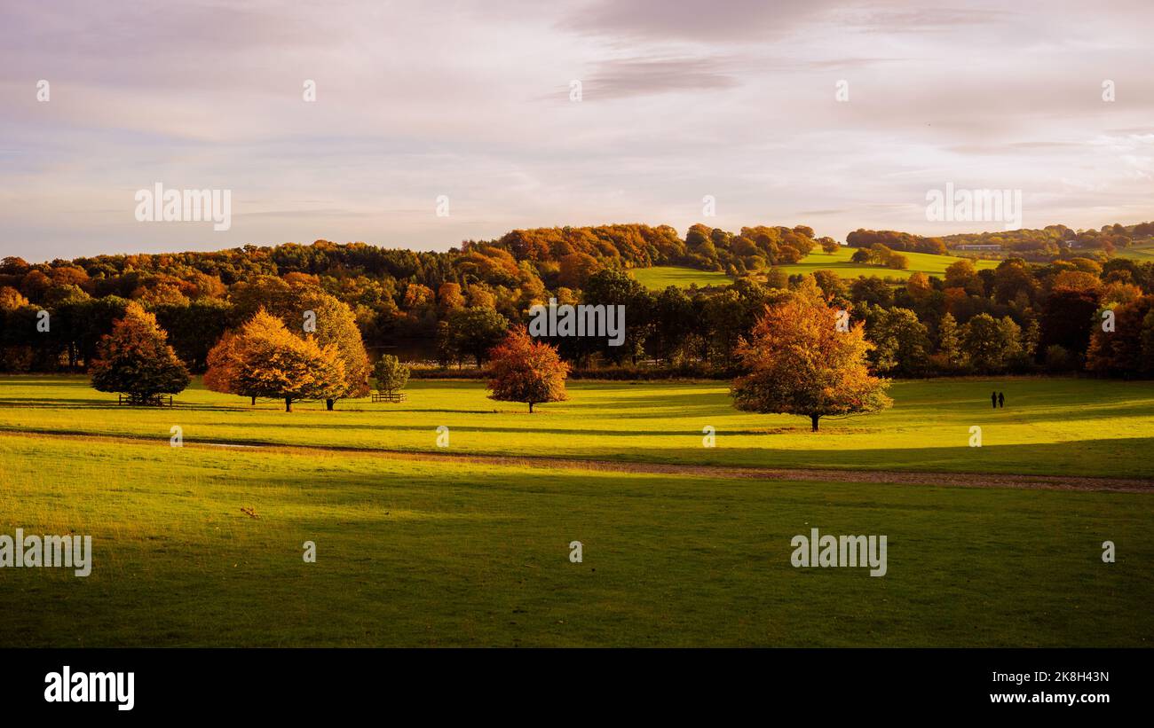 trees landscape in park in autumn colors Stock Photo - Alamy