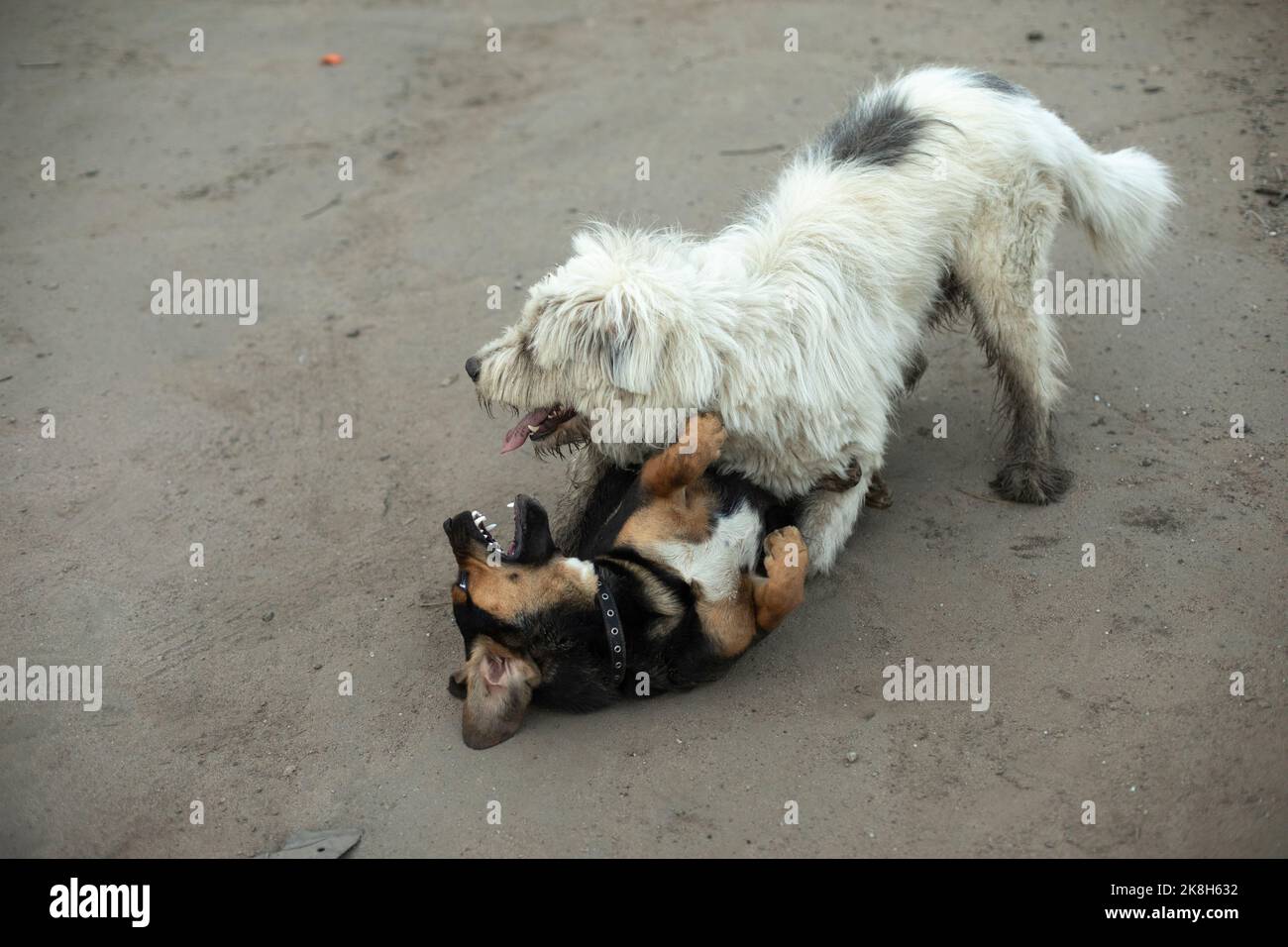 Dogs fight. Playing dogs on street. Two pets have fun playing and