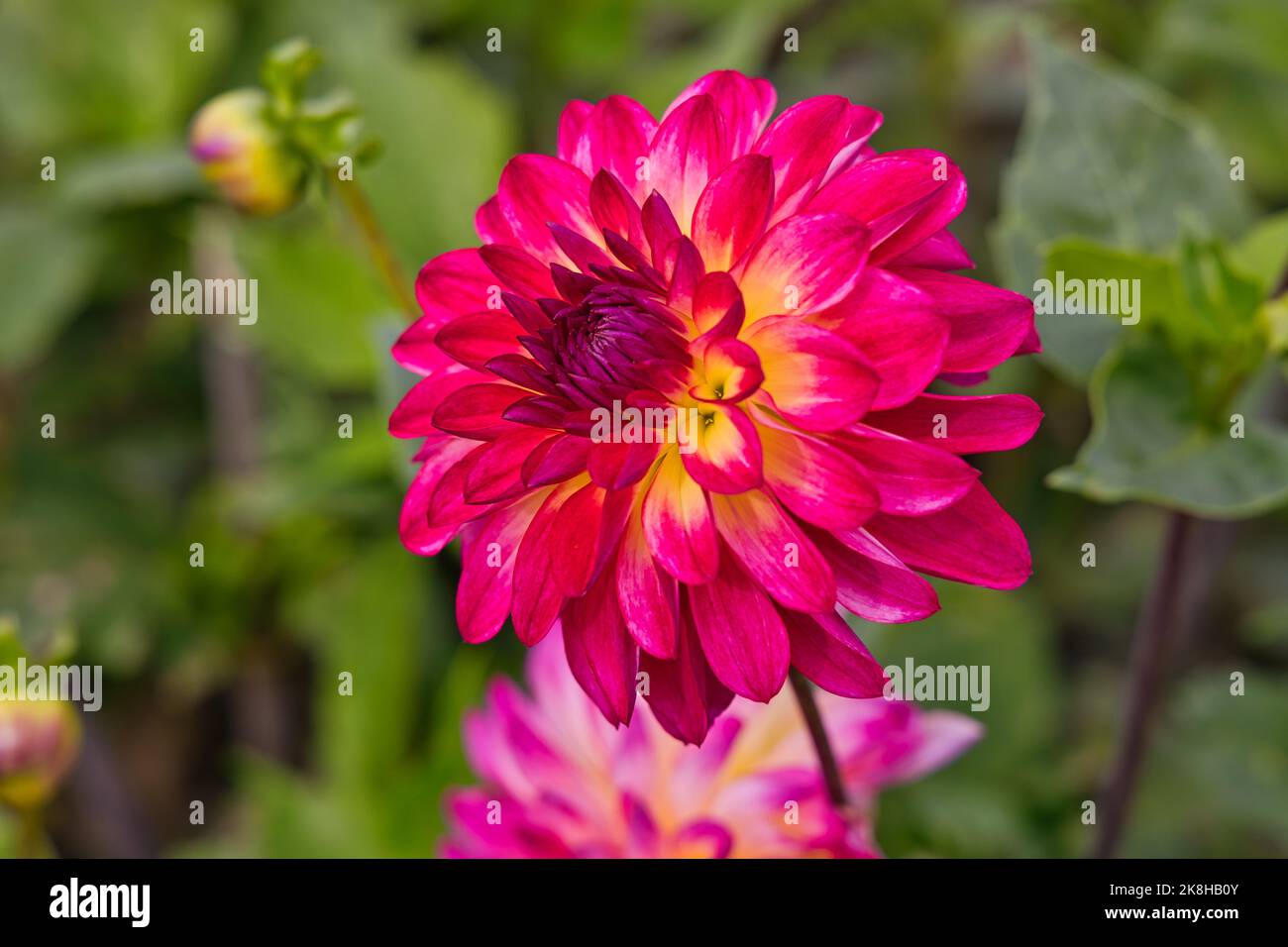 Two tone color flowers hi-res stock photography and images - Alamy
