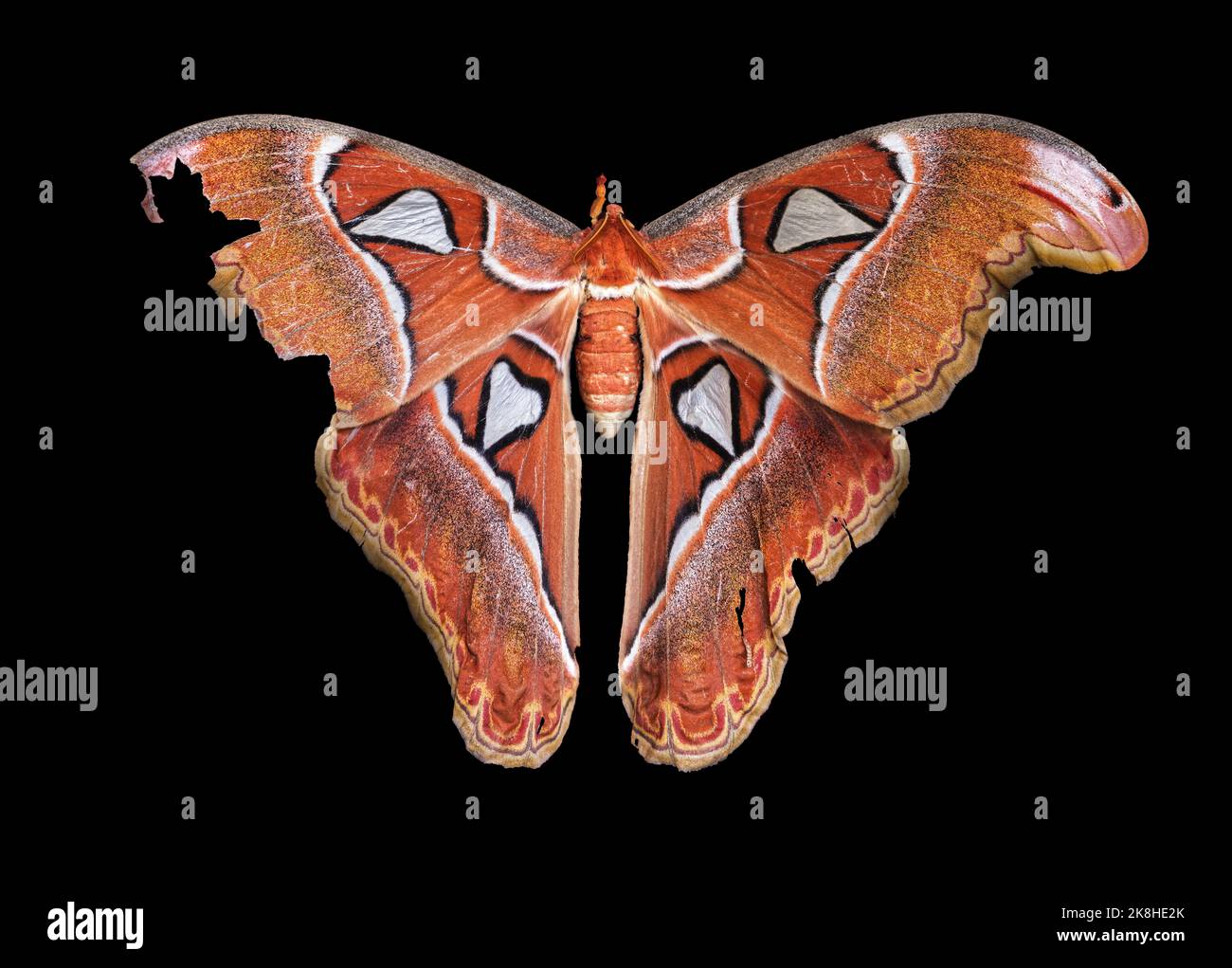 Atlas moth, a living specimen in Southeast Asia, Iloilo, Philippines. Black background. High detail of a large female Attacus atlas. Stock Photo