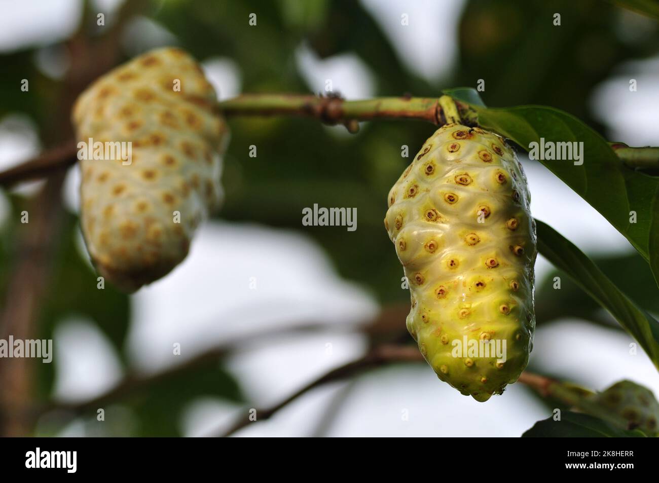 Morinda citrifolia or noni fruit is a fruit bearing tree in the coffee family rubiaceae selective focus Stock Photo