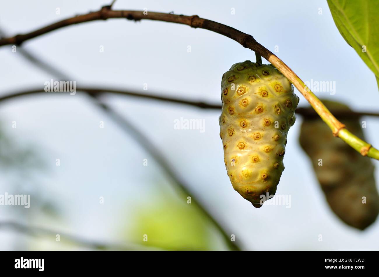 Morinda citrifolia or noni fruit is a fruit bearing tree in the coffee family rubiaceae selective focus Stock Photo