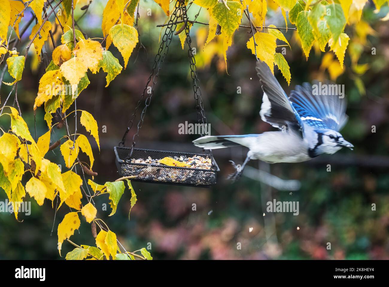 Bluejay flight at backyard feeder in fall Stock Photo