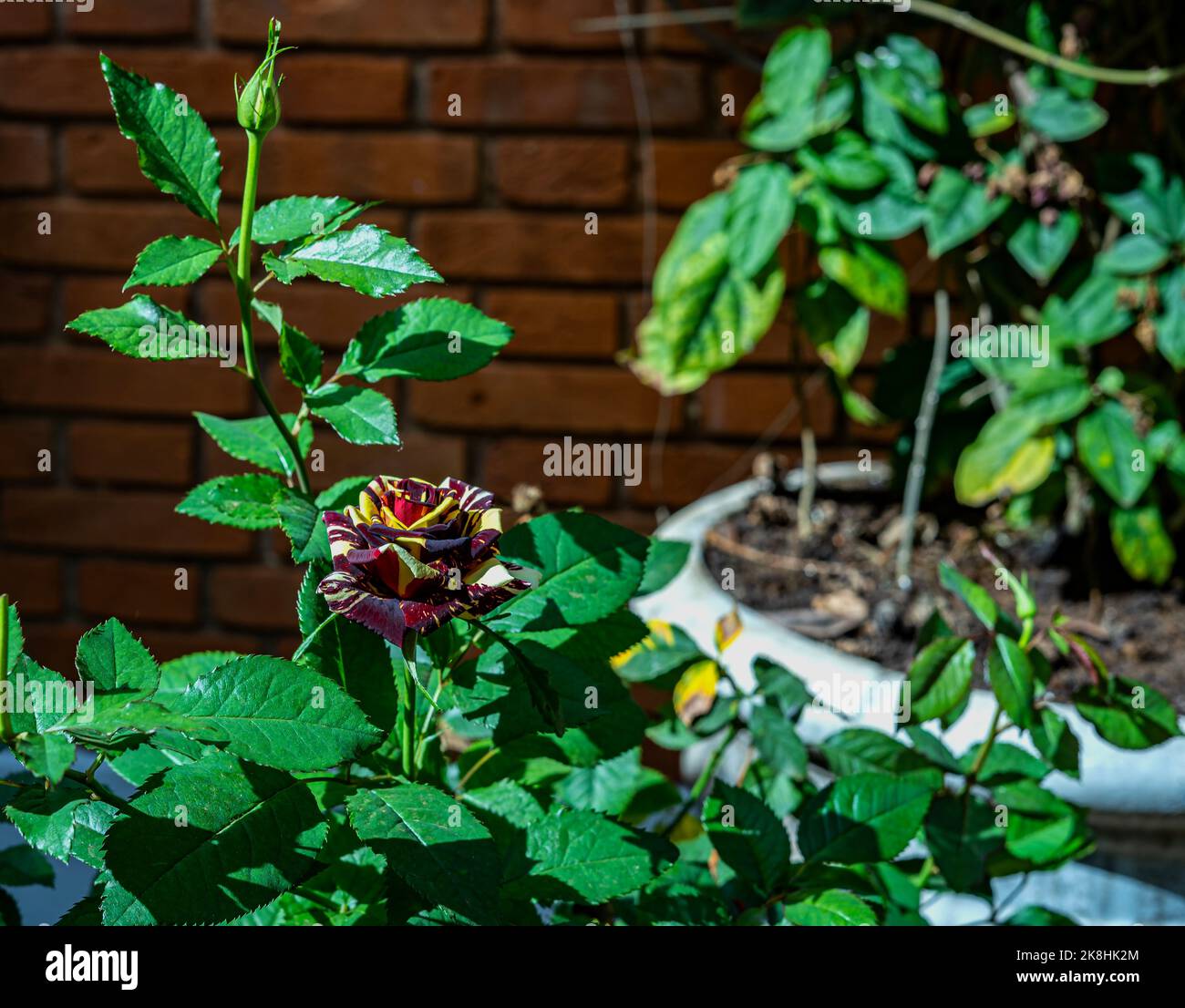 Yellow and purple rose hi-res stock photography and images - Alamy