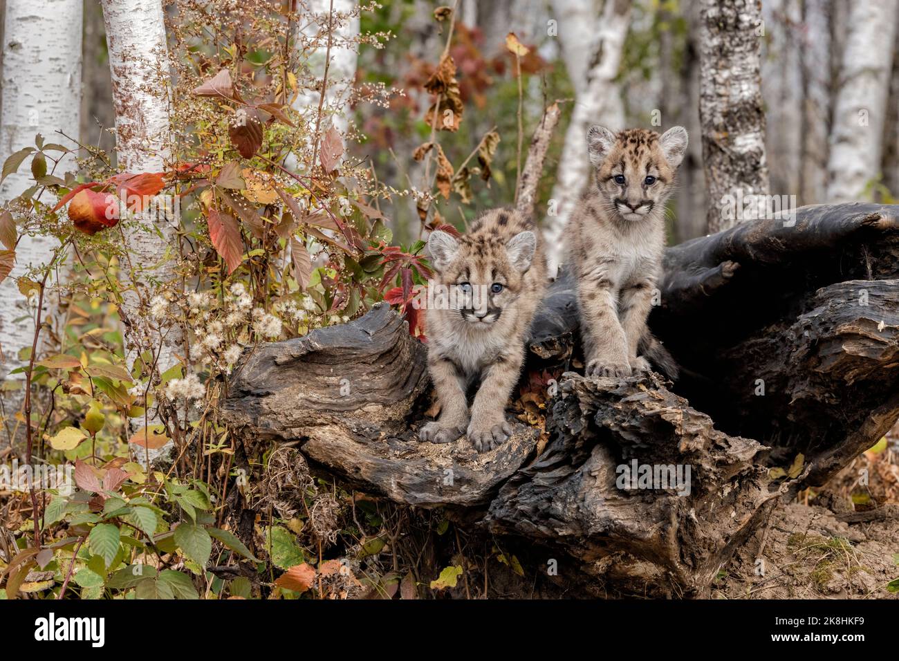 Cougar (Puma concolor) kitten Stock Photo