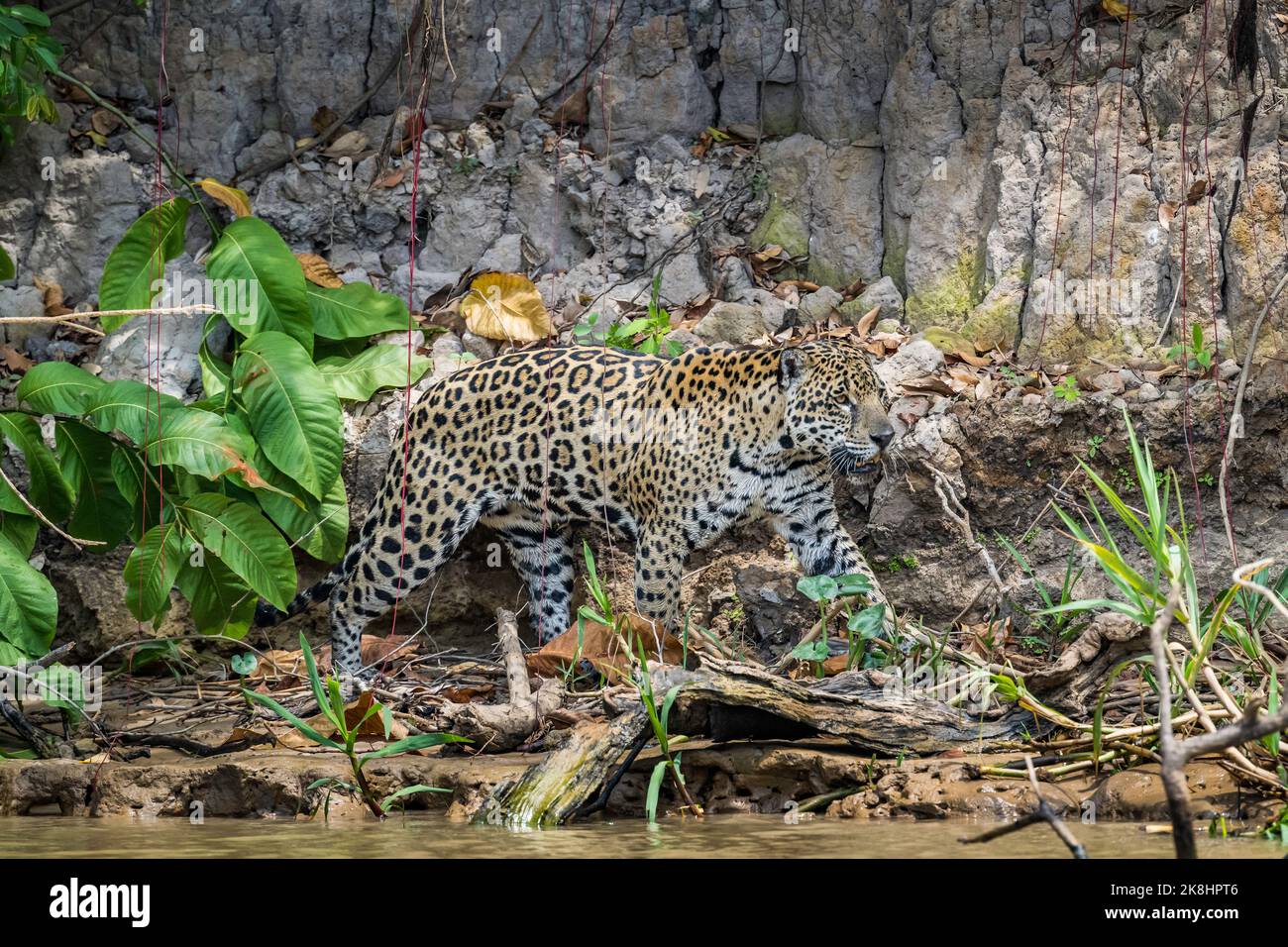 Jaguar snarling lying on a fallen tree in the Pantanal Stock Photo
