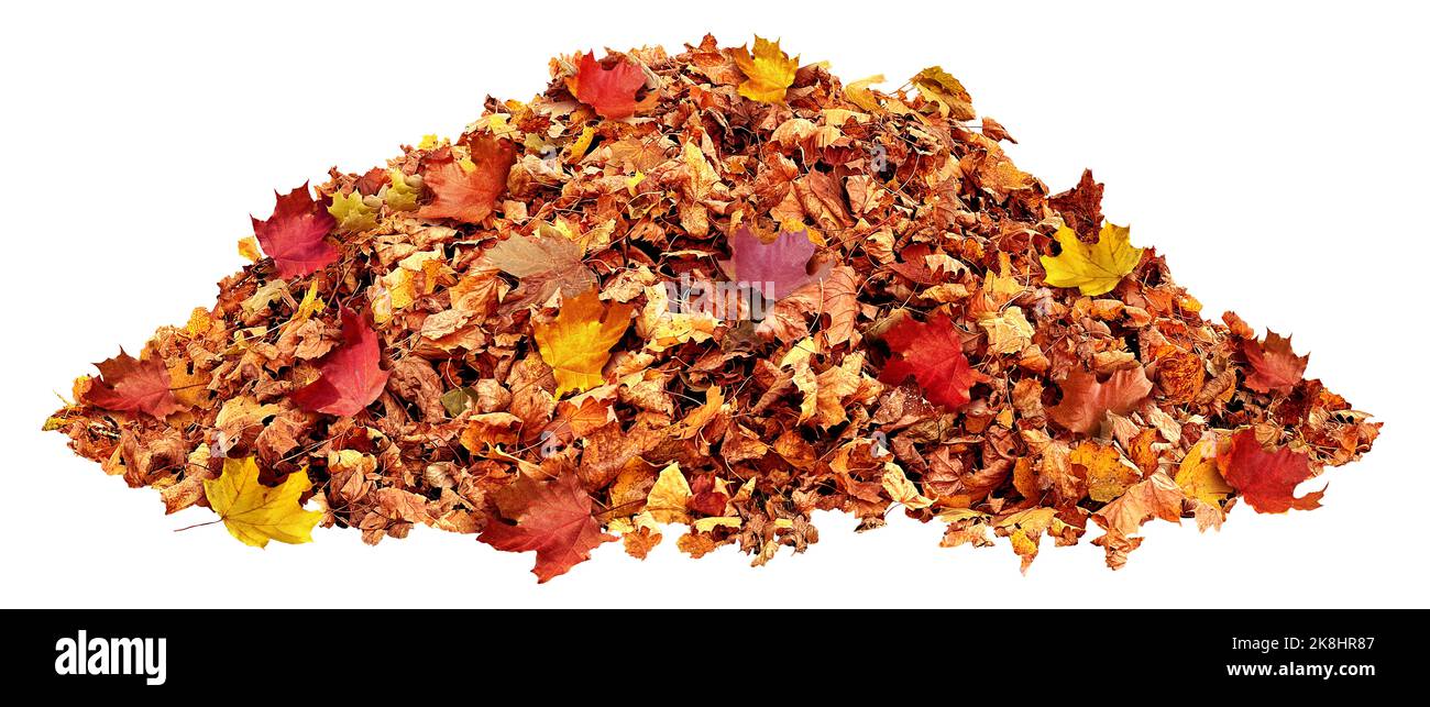 Pile Of Autumn Leaves as fall season leaf hill as a seasonal nature symbol for September October and November isolated on a white background. Stock Photo