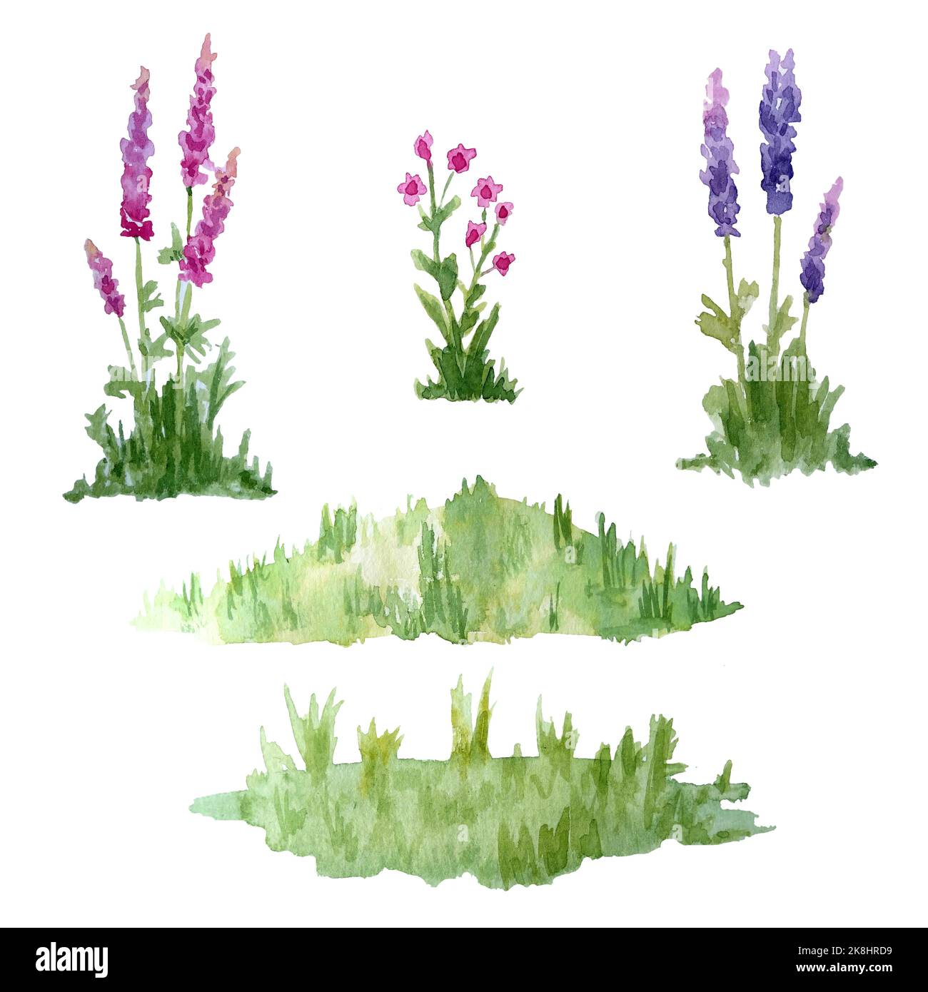 Watercolor hand drawn forest wildgreen grass flowers. Eco Natural organic ecological illustration for healthy labels packaging. Bright blades of grass meadow plants. Fresh vegetation isolated on white Stock Photo