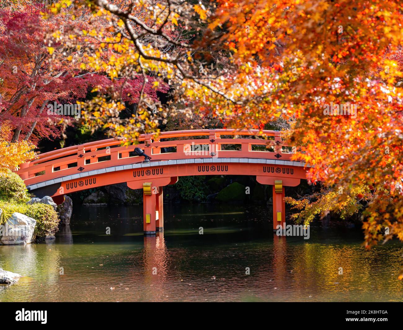 Sunny view of the beautiful fall color of a red bridge in Daigoji ...