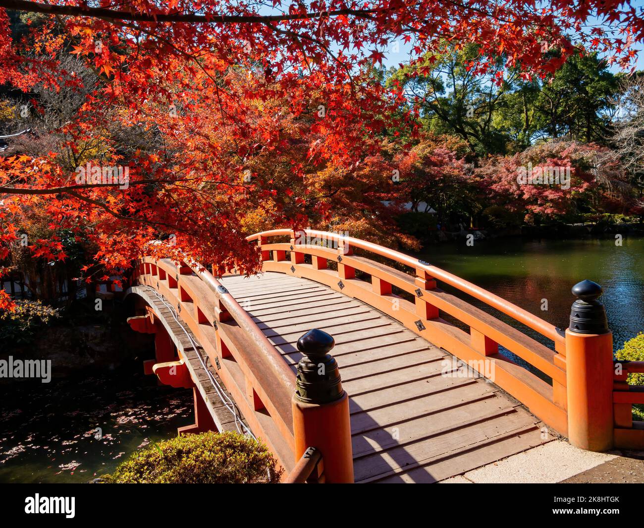 Sunny view of the beautiful fall color of a red bridge in Daigoji ...