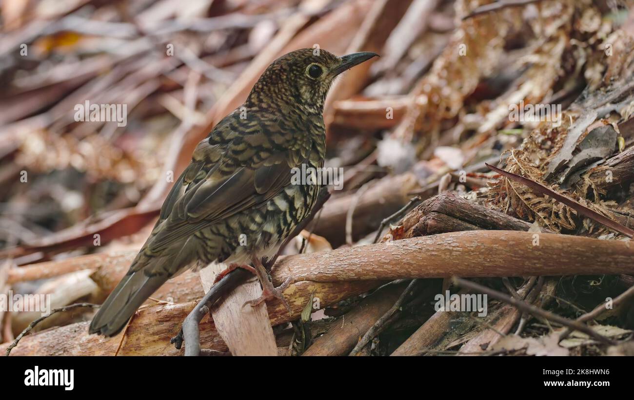 side view of a bassian thrush on the forest floor at mt field Stock Photo