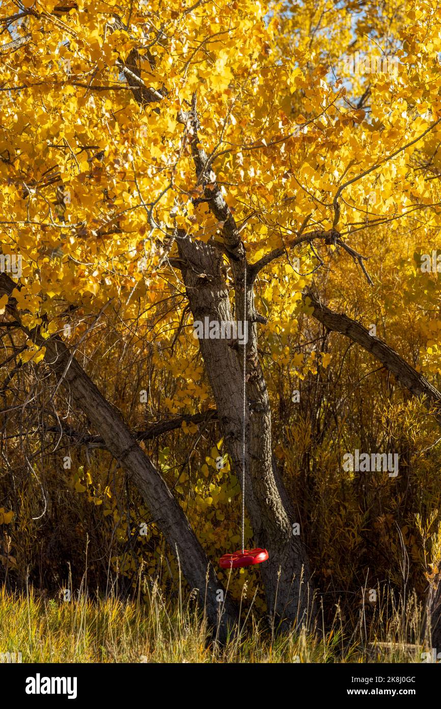 Red swing for children hanging on the fall yellow tree Stock Photo