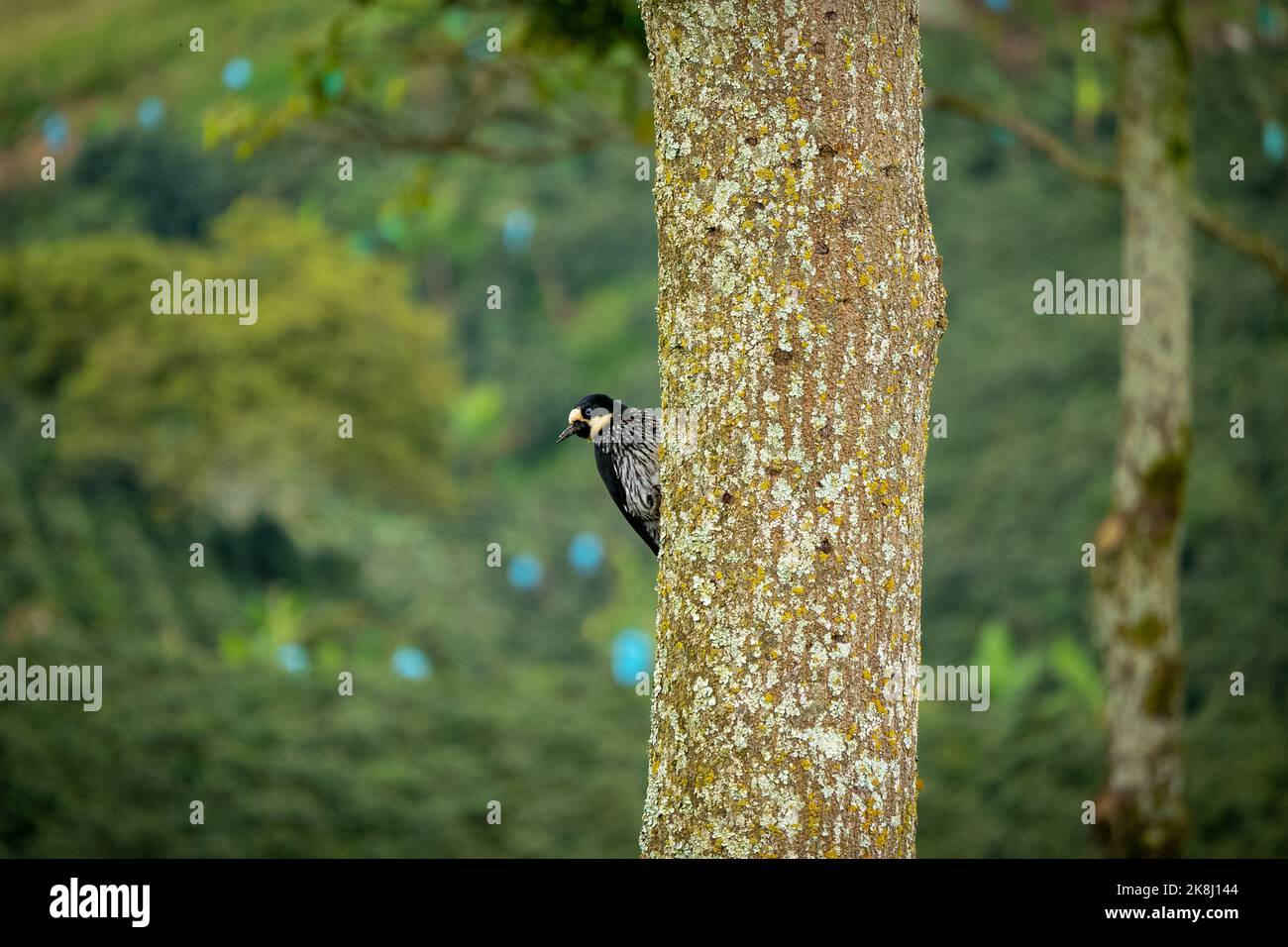 A Small Black Bird Known as The Acorn Woodpecker (Melanerpes