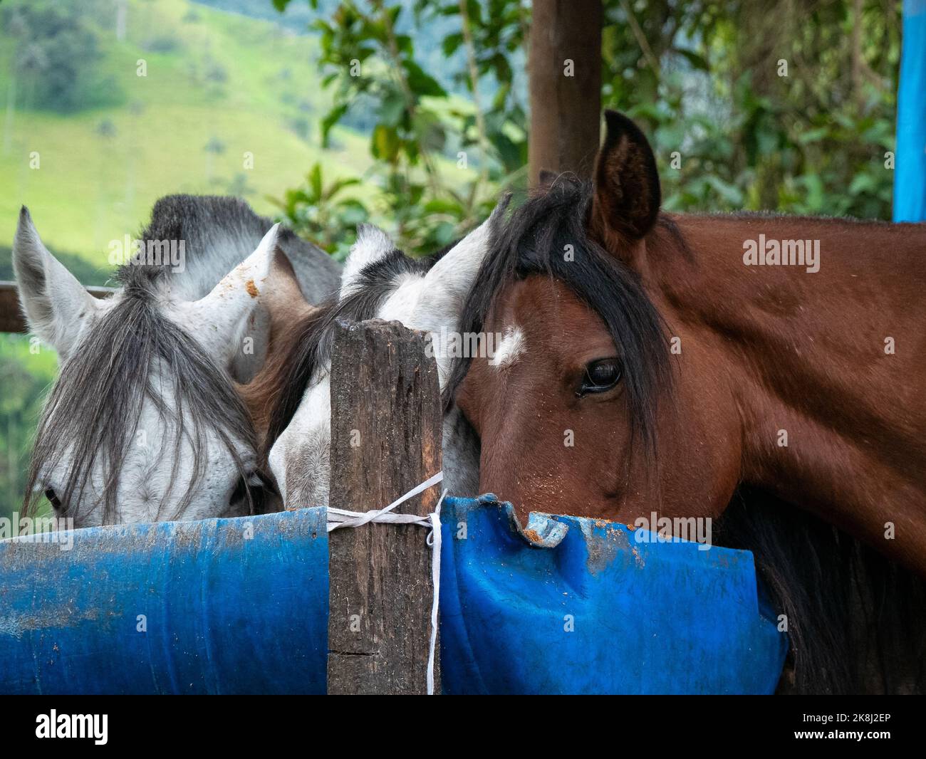 Three Horses Eating in a Blue Plastic Recipient their Food, Horses Used