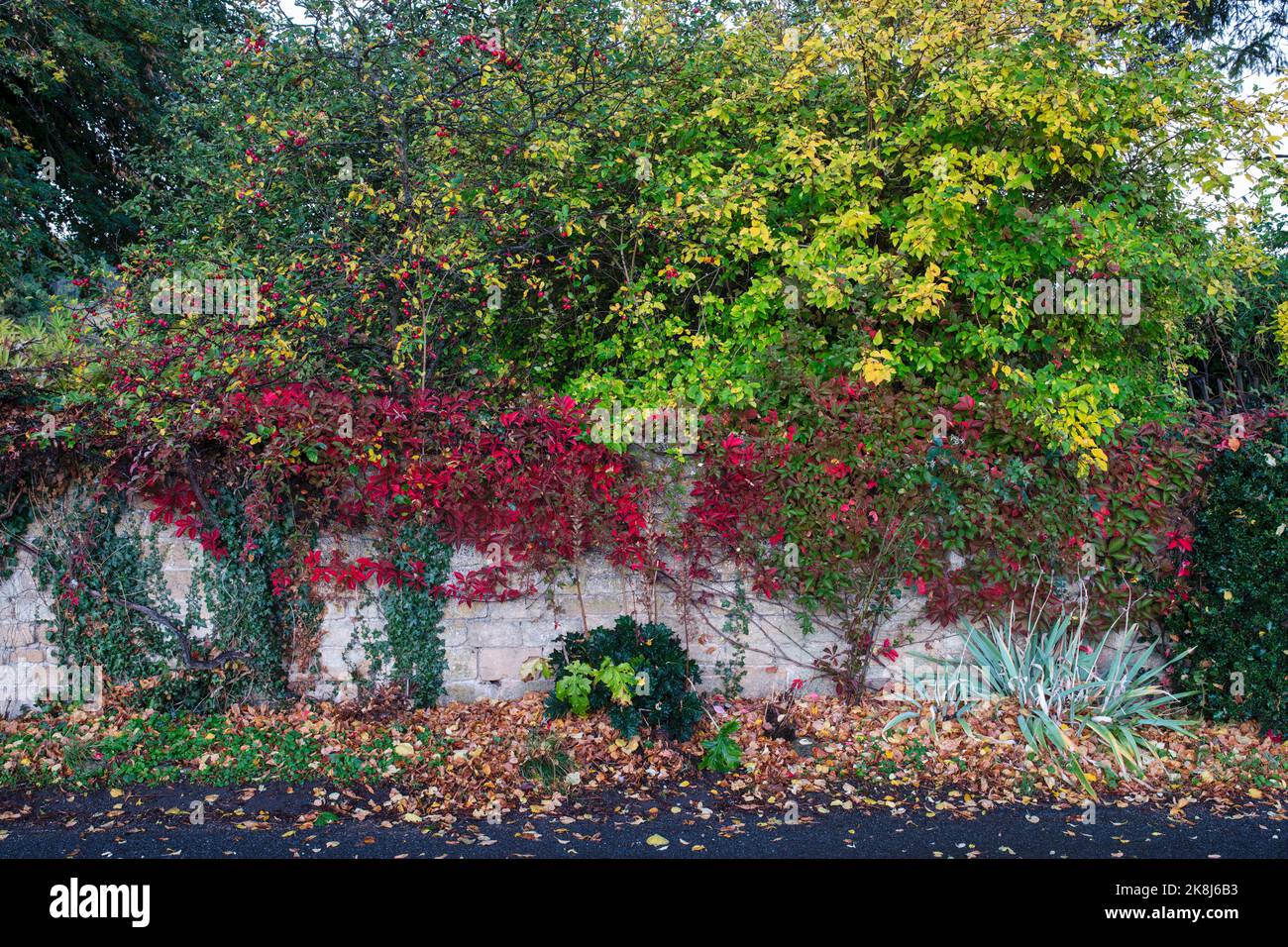 Costwold stone wall covered in autumn plant folage in Broadway, Cotswolds, Worcestershire, England Stock Photo