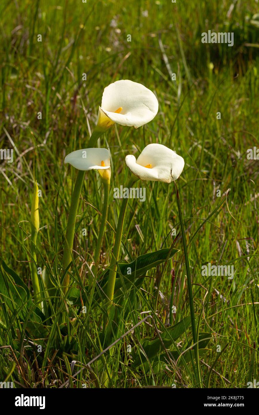 Three flowers of Zantedeschia taken in natural habitat Stock Photo