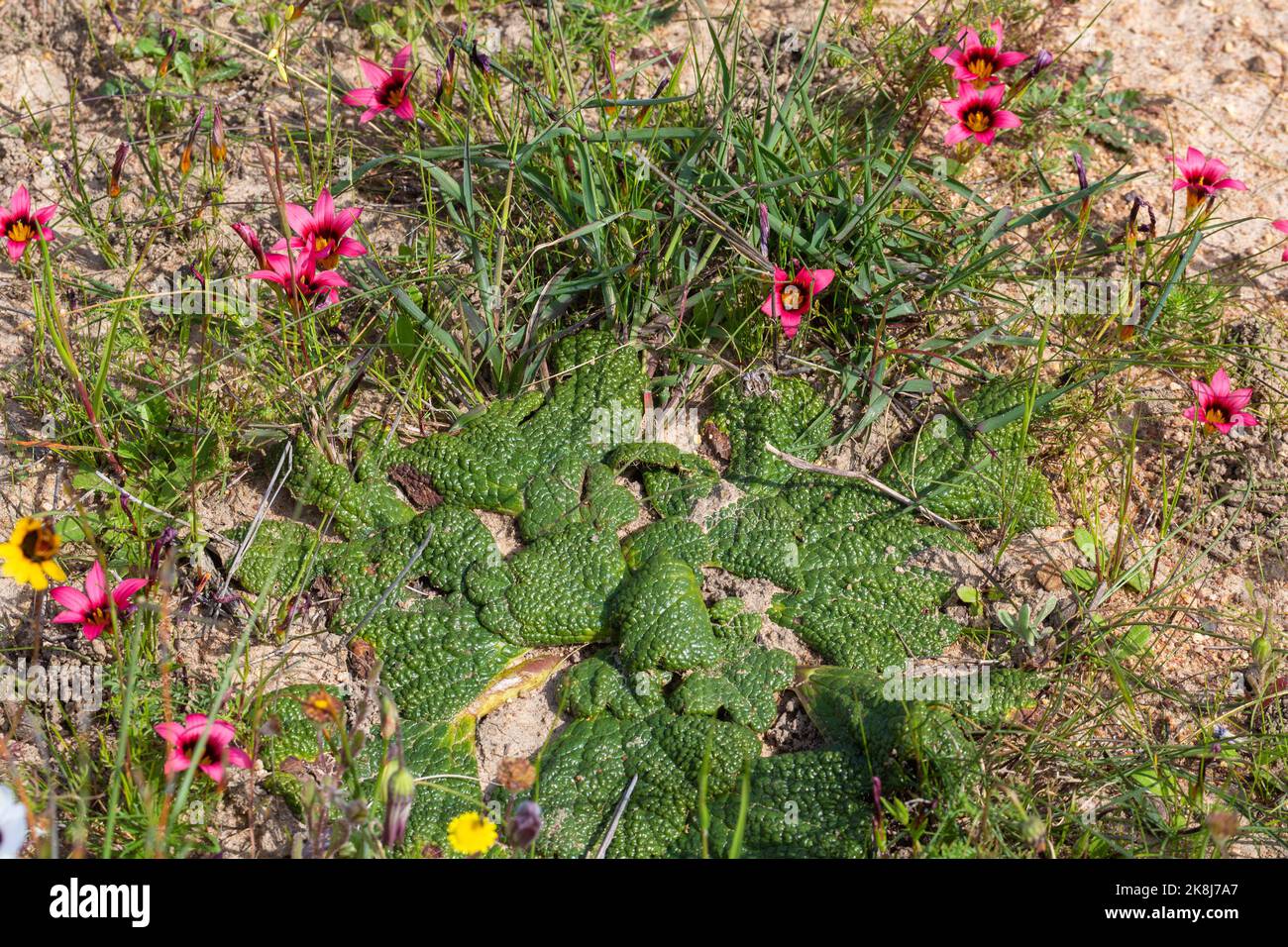 South African Wildflower: The flat leaves of the endemic Arctopus sp. and flowers of Romulea eximia in nature in the Western Cape of South Africa Stock Photo