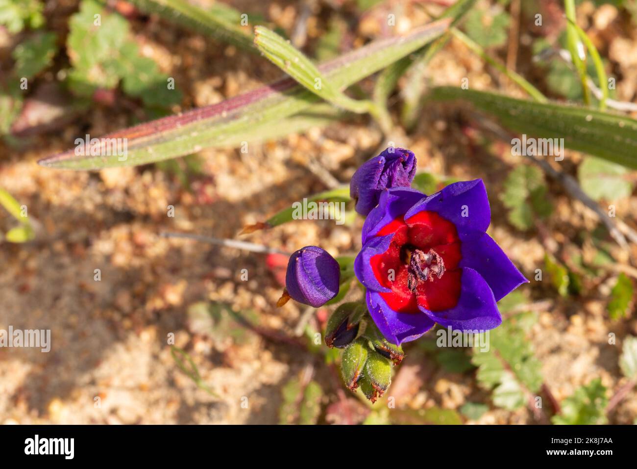 Single flower of Babiana rubrocyanea seen in natural habitat close to Darling in the Western Cape of South Africa Stock Photo