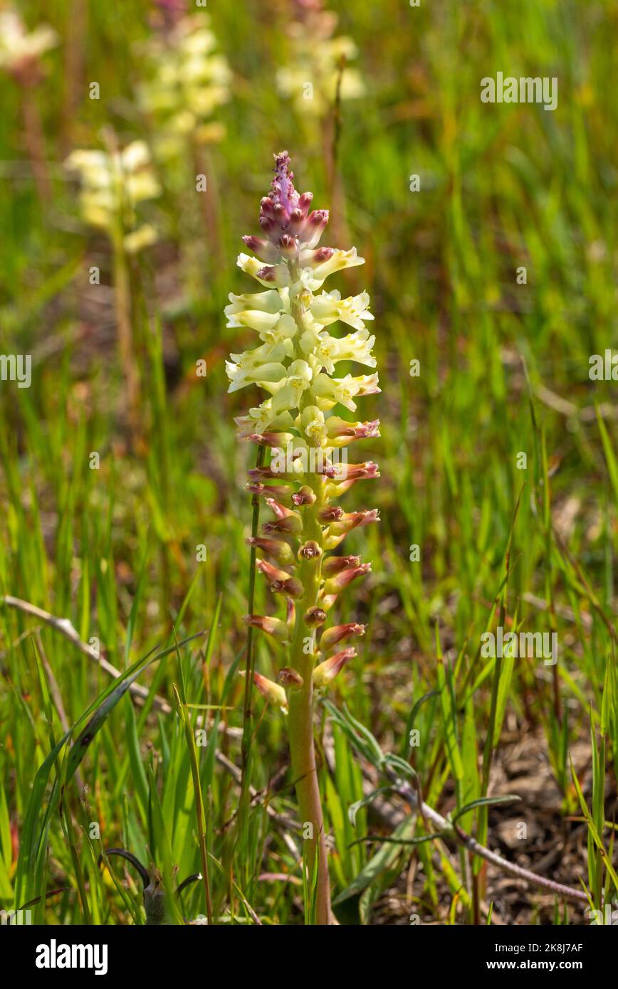 Close-up of a flowering Lachenalia sp. seen in natural habitat near the Town of Darling in the Western Cape of South Africa Stock Photo