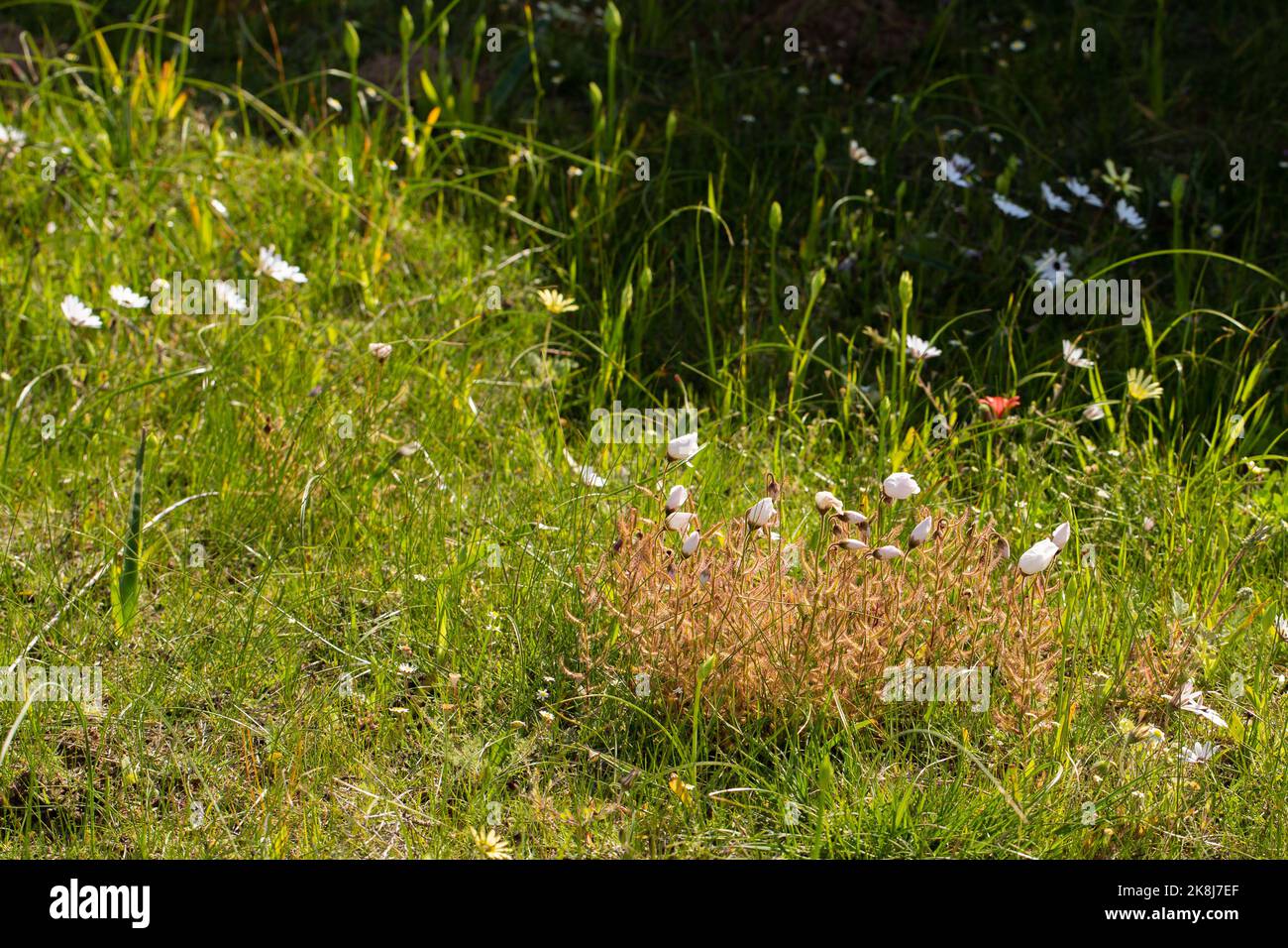 Flower Reverve Some Drosera cistiflora growing between gras in a flower reserve near ...