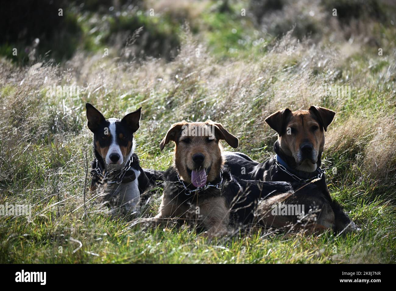 Team of working dogs Stock Photo