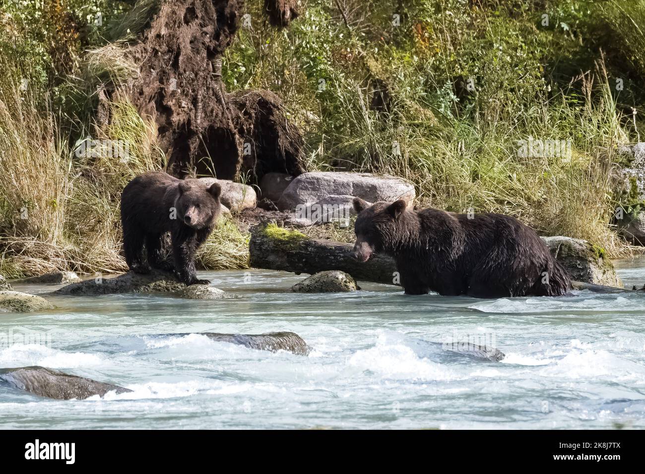 Grizzlys in the river in Alaska, mother with cubs Stock Photo
