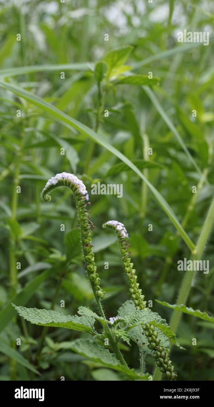 Closeup of flowers of Heliotropium indicum also known as Turnsole, Indian heliotrope, India heliotrope, eye bright, indian turnsole, white cleary, wil Stock Photo