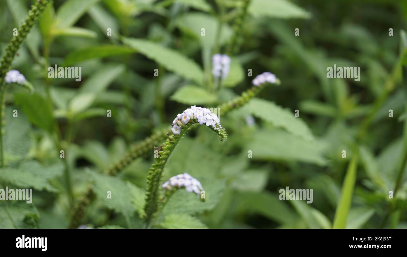 Closeup of flowers of Heliotropium indicum also known as Turnsole, Indian heliotrope, India heliotrope, eye bright, indian turnsole, white cleary, wil Stock Photo