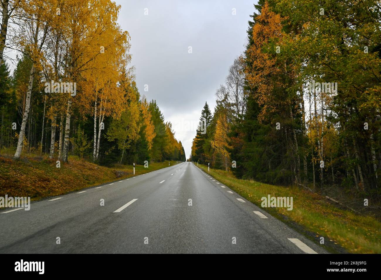 Foto from car driving through autumn forest in Sweden Stock Photo