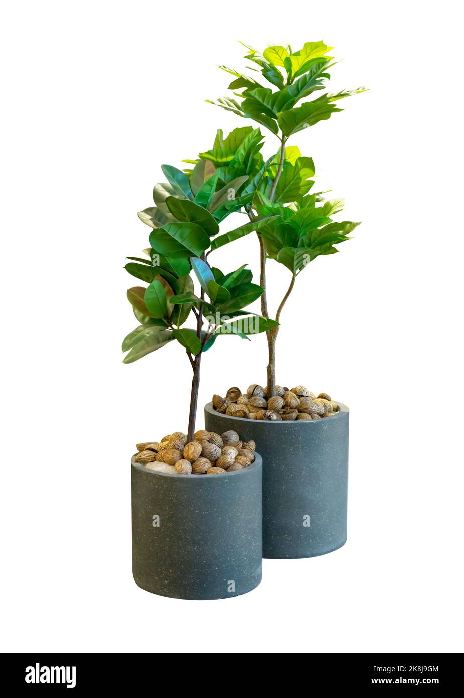 Die cut of Green tree leaves fake plant in gray pot for indoors room on