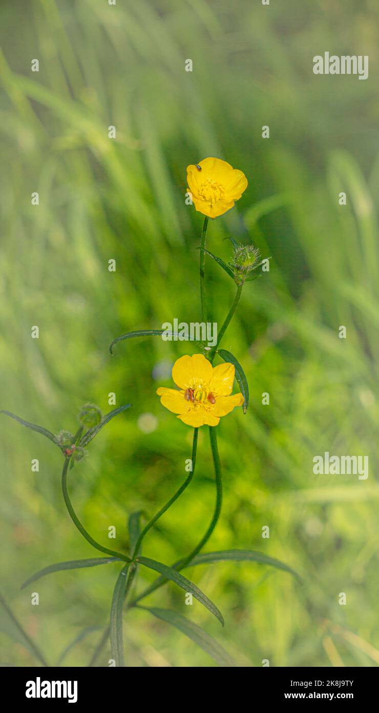 Yellow ranunculus flowers bloom on the forest edge Stock Photo