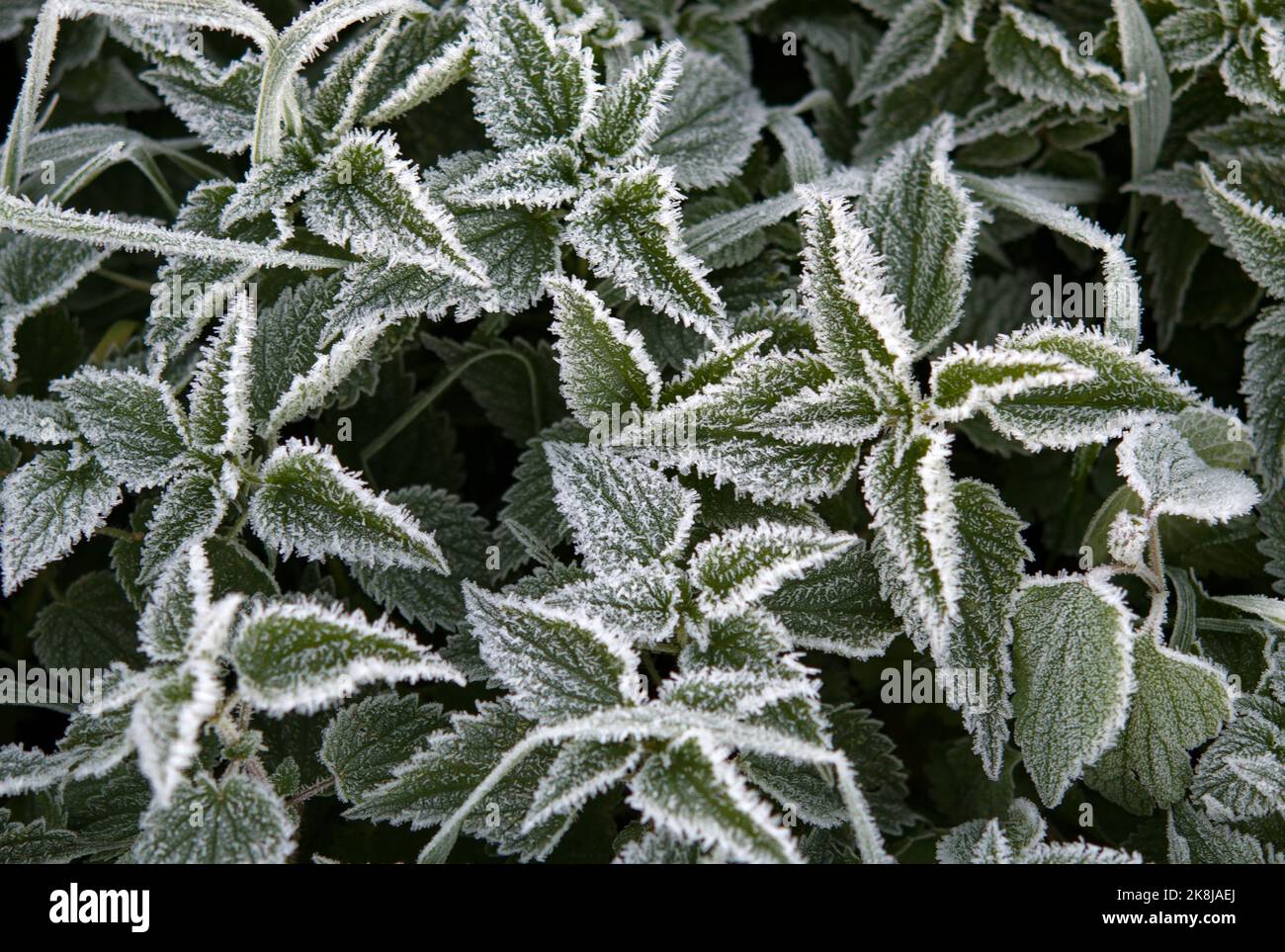 first frost on green nettle mint leaves, view rom above Stock Photo Alamy