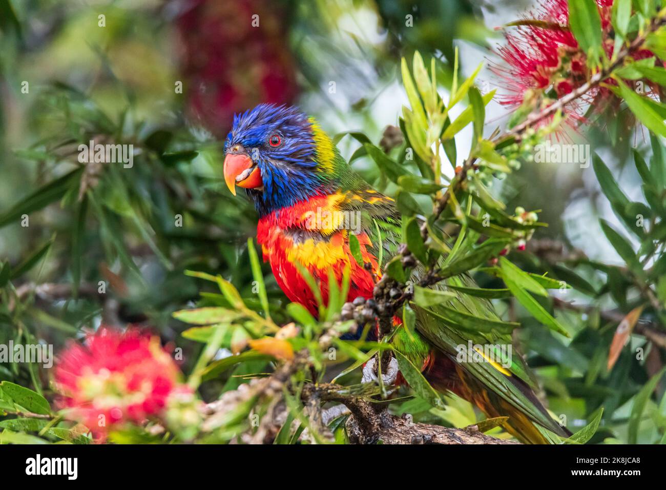 Rainbow Lorikeet enjoying the nectar of the Bottle Brush cone flowers in the rain. Taken at Woy Woy, NSW, Australia. Stock Photo