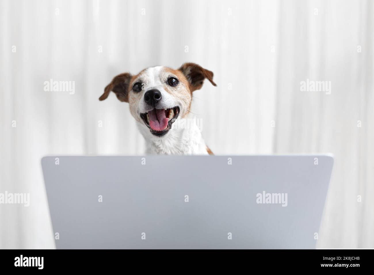 Happy dog with laptop in white home Stock Photo