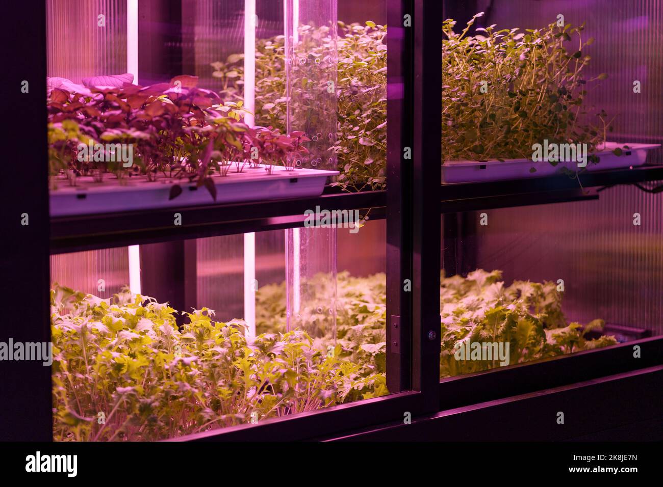 Full spectrum LED grow lights for lettuce and basil. Hydroponics and